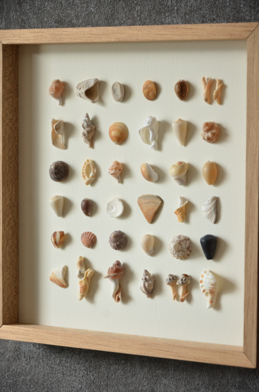 貝殻ウォールアート