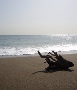 流木の魅力について